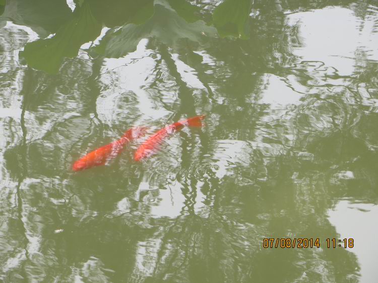 ������С IMG_8280.JPG