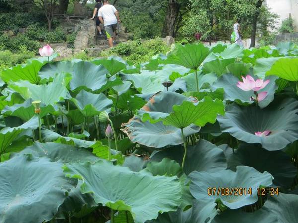 ������С IMG_8302.JPG