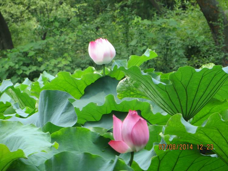 ������С IMG_8300.JPG