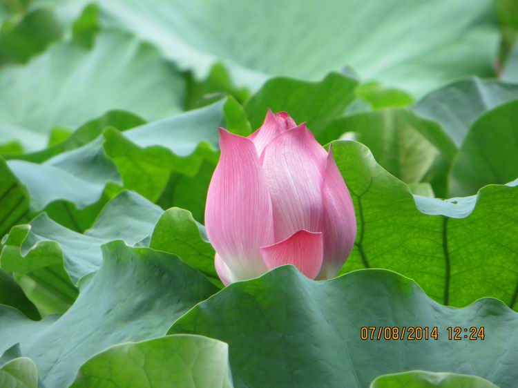 ������С IMG_8301.JPG