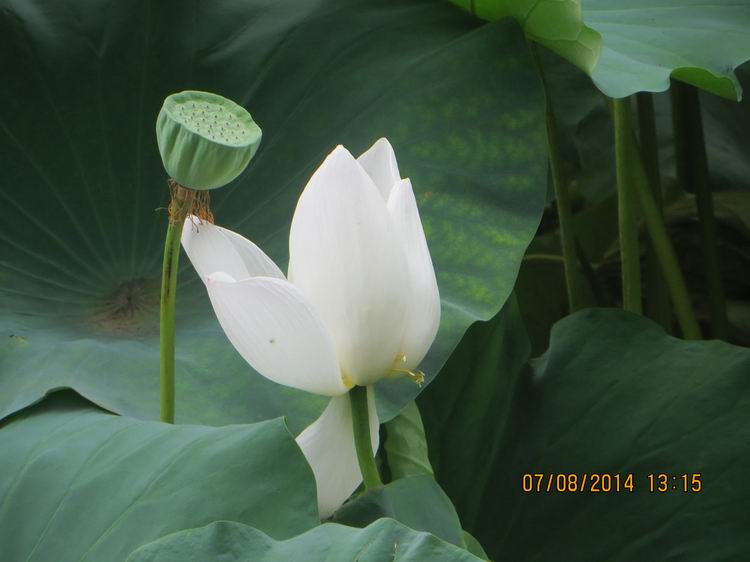 ������С IMG_8316.JPG