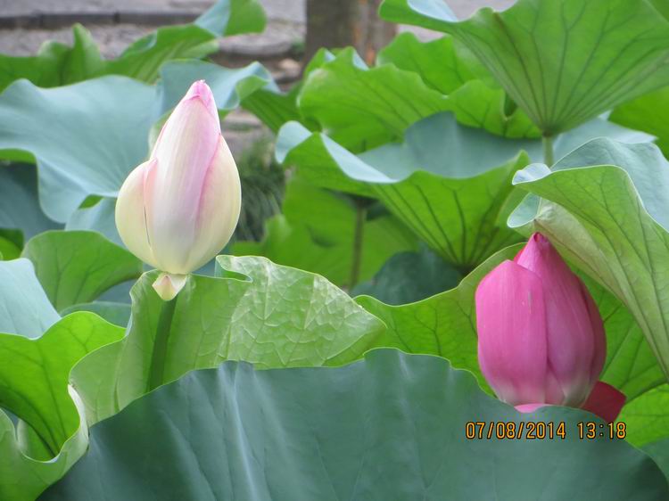 ������С IMG_8320.JPG