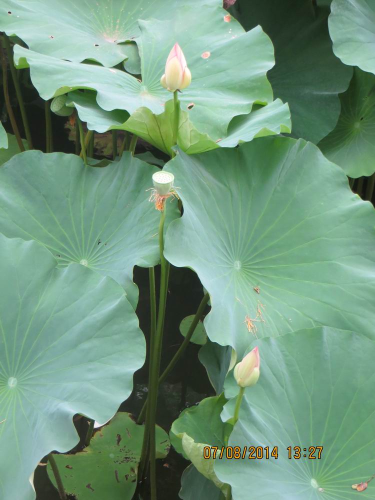 ������С IMG_8333.JPG