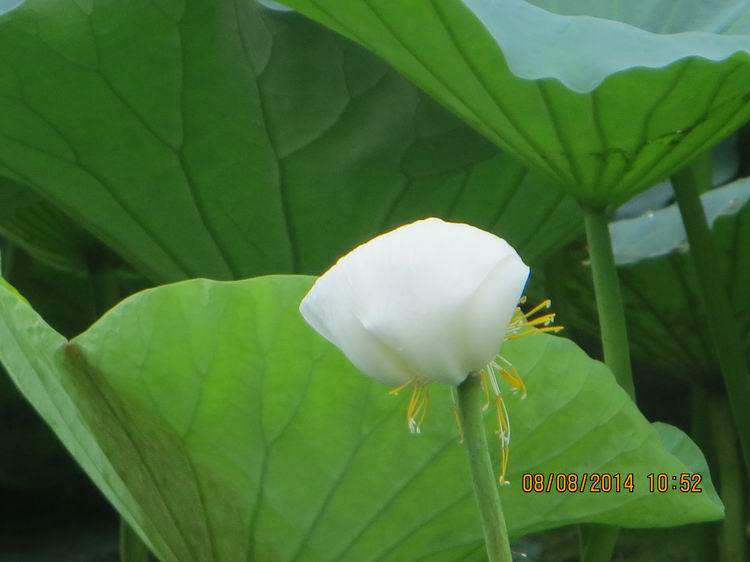 ������С IMG_8403.JPG