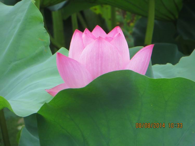 ������С IMG_8379.JPG