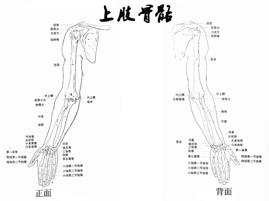 上肢骨�?.jpg