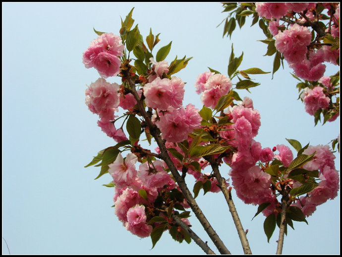 ���� ��԰1.jpg