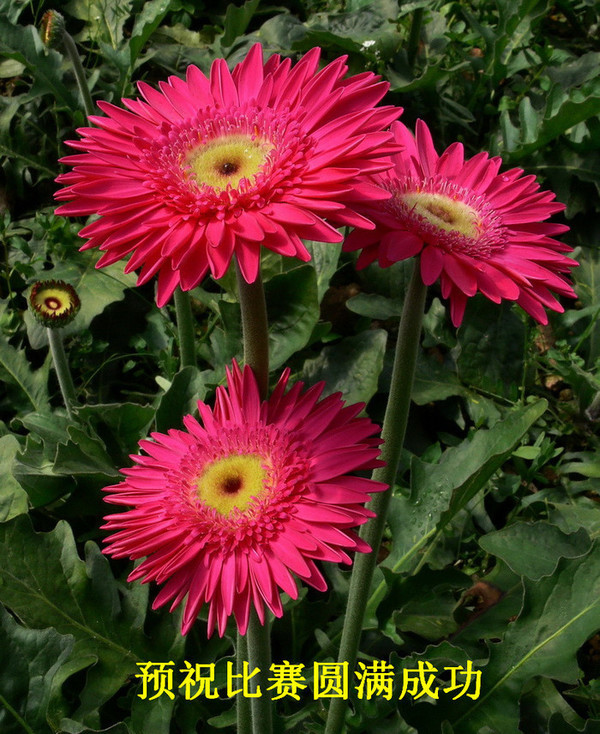 Ԥף����Բ���ɹ� (1).jpg