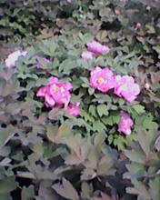 ����ĵ��