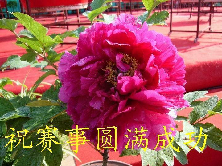 forum (13)_jpg_thumb.jpg