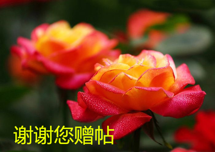 timg (25)_����.jpg