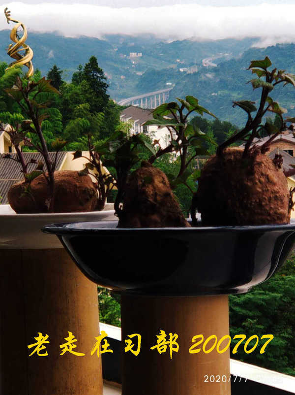 JYZ 20200707 WYB (13).jpg