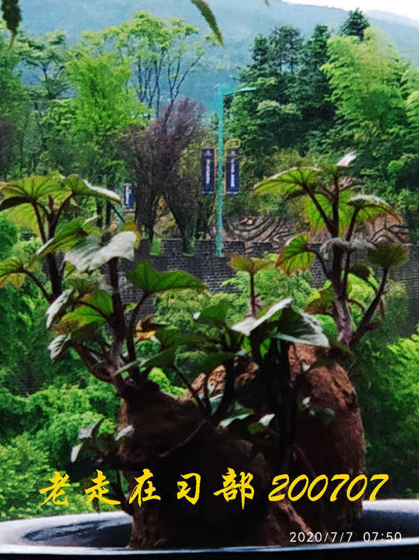 JYZ 20200707 WYB (18).jpg