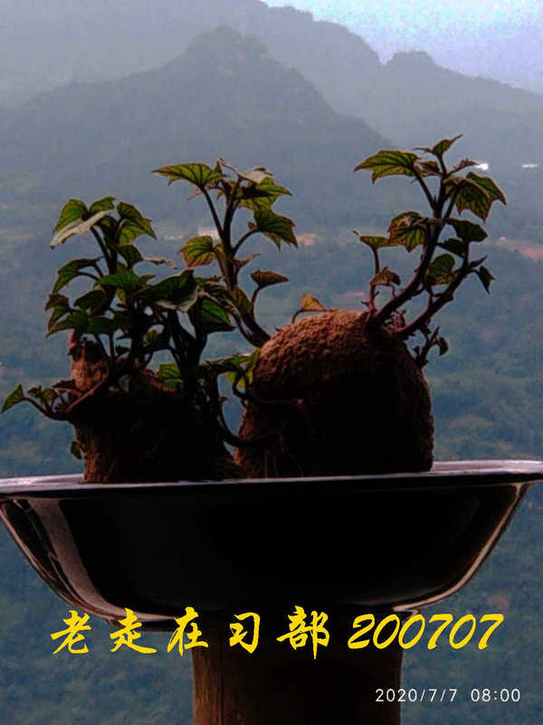 JYZ 20200707 WYB (28).jpg