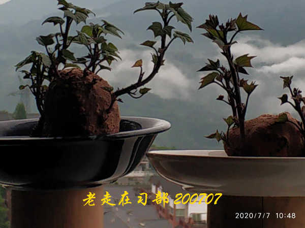 JYZ 20200707 WYB (46).jpg