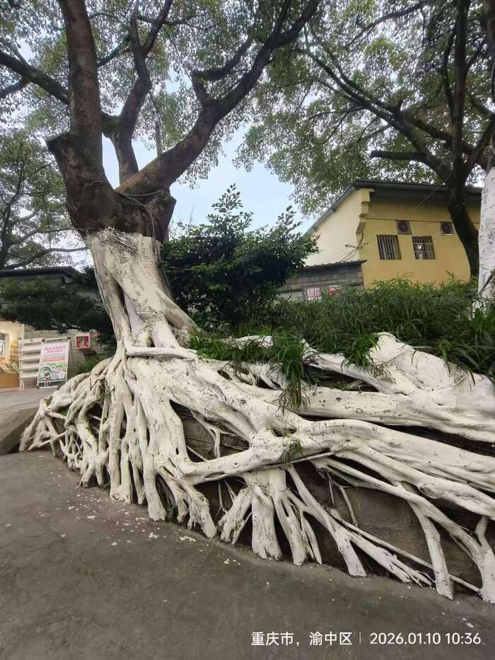 JYZ 260110 W (53).jpg