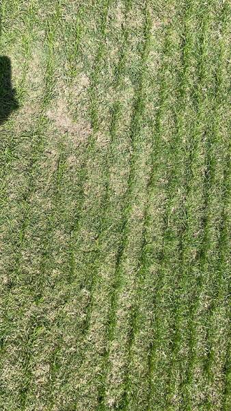 ���ǵ�������ĳ��أ��ݵ�һ��һ�Ƶģ������ֱ����������Ѷ�